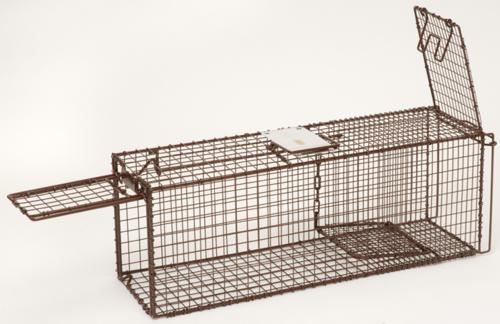 pigeon trap